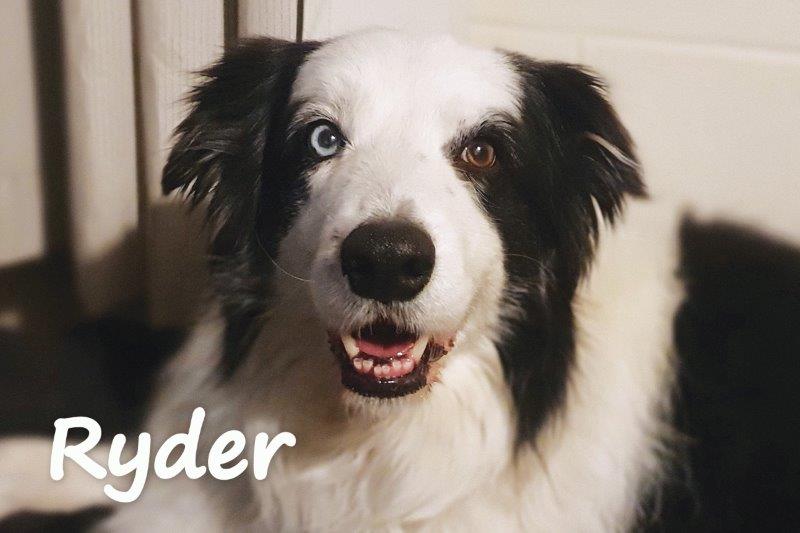Ryder