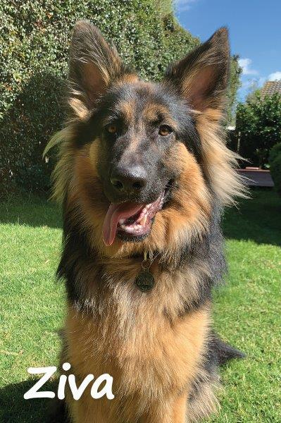 Ziva